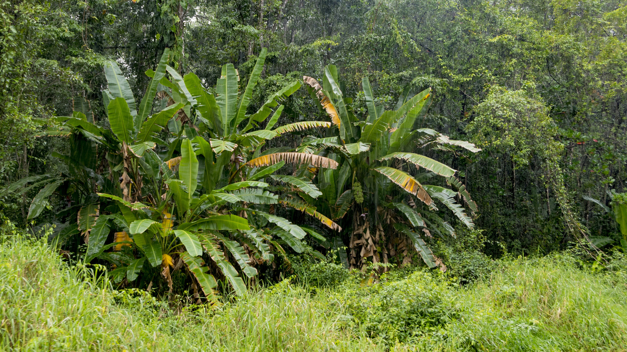 20171230 011   Tortuguero National Park, Puerto Limon, Limon, Costa Rica